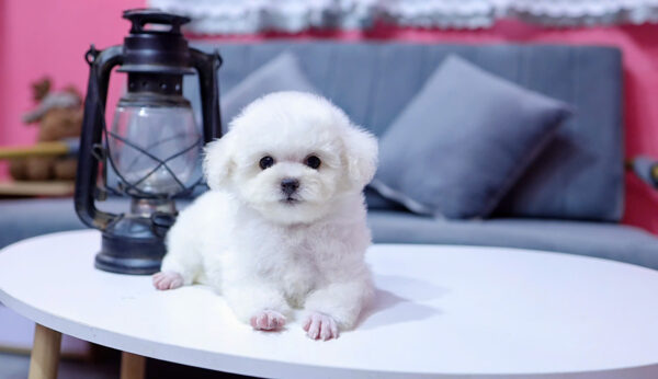 Chó Poodle Màu Trắng Size Tiny Đực Mã PD334