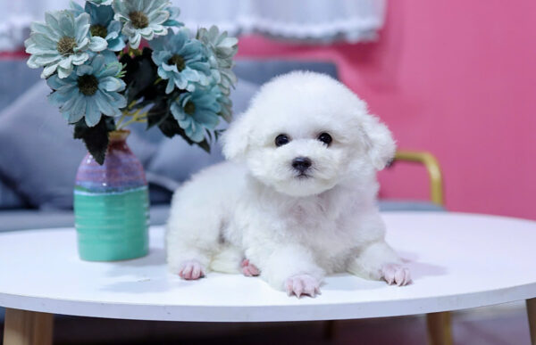 Chó Poodle Màu Trắng Size Tiny Cái Mã PD335