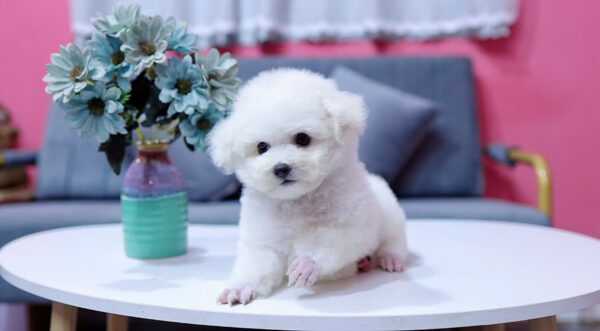 Chó Poodle Màu Trắng Size Tiny Cái Mã PD335