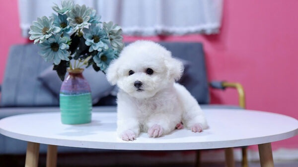 Chó Poodle Màu Trắng Size Tiny Cái Mã PD335