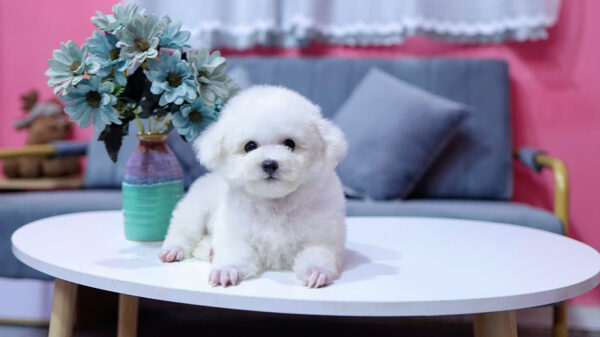 Chó Poodle Màu Trắng Size Tiny Cái Mã PD335