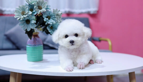 Chó Poodle Màu Trắng Size Tiny Cái Mã PD335
