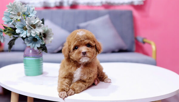 Chó Poodle Màu Nâu Size Tiny Đực Mã PD336