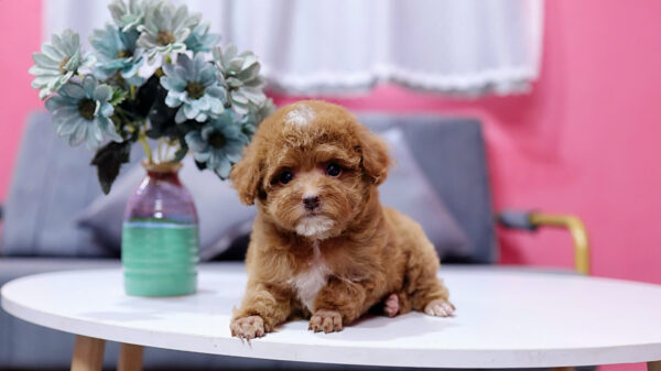 Chó Poodle Màu Nâu Size Tiny Đực Mã PD336