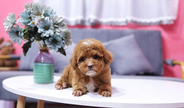 Chó Poodle Màu Nâu Size Tiny Đực Mã PD336