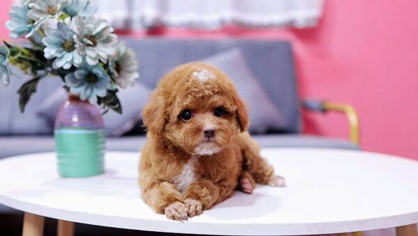 Chó Poodle Màu Nâu Size Tiny Đực Mã PD336