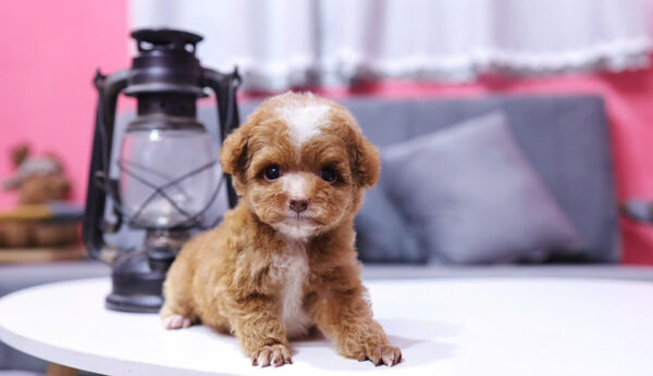Chó Poodle Màu Nâu Size Tiny Cái Mã PD337