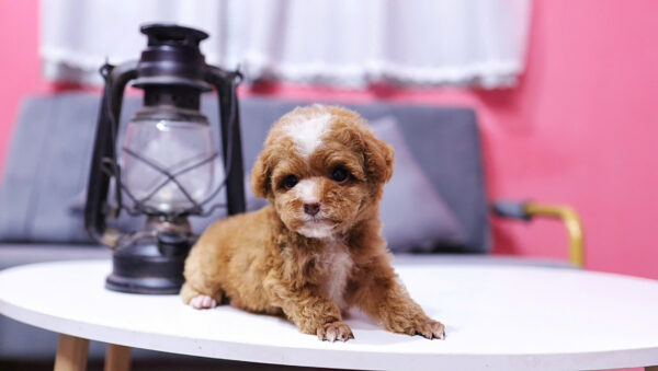 Chó Poodle Màu Nâu Size Tiny Cái Mã PD337