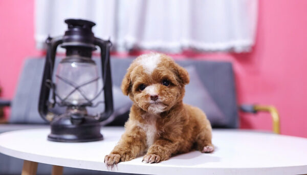 Chó Poodle Màu Nâu Size Tiny Cái Mã PD337