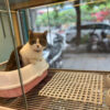 Mèo Anh Lông Ngắn Chân Lùn Màu Bicolor Cái Mã AN338