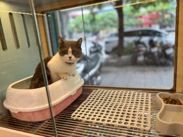 Mèo Anh Lông Ngắn Chân Lùn Màu Bicolor Cái Mã AN338