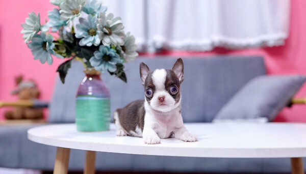 Chó Chihuahua Super Vip Đầu táo Chân To Lùn Màu Bò Sữa Chocolate Đực CH339