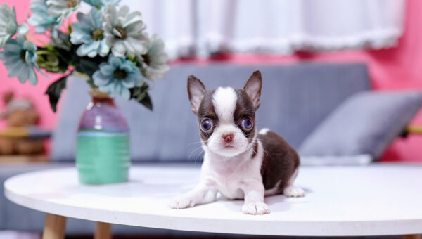 Chó Chihuahua Super Vip Đầu táo Chân To Lùn Màu Bò Sữa Chocolate Đực CH339