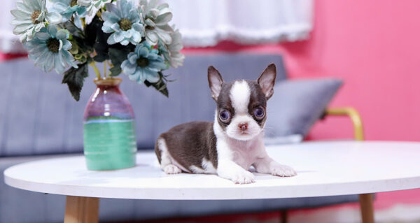 Chó Chihuahua Super Vip Đầu táo Chân To Lùn Màu Bò Sữa Chocolate Đực CH339