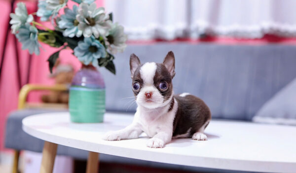 Chó Chihuahua Super Vip Đầu táo Chân To Lùn Màu Bò Sữa Chocolate Đực CH339