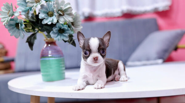 Chó Chihuahua Super Vip Đầu táo Chân To Lùn Màu Bò Sữa Chocolate Đực CH339