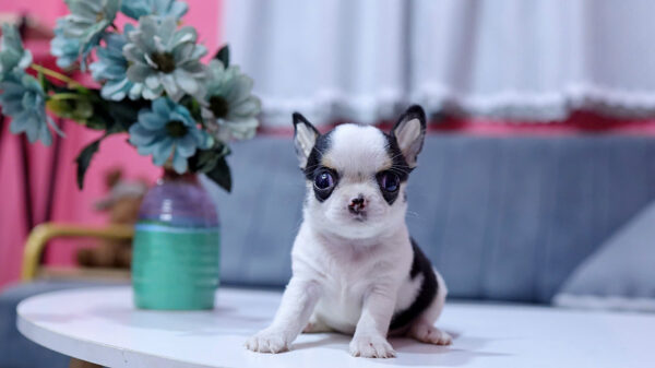 Chó Chihuahua Super Vip Đầu Táo Chân To Lùn Màu Bò Sữa Đực CH340