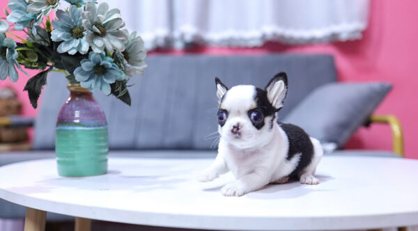 Chó Chihuahua Super Vip Đầu Táo Chân To Lùn Màu Bò Sữa Đực CH340