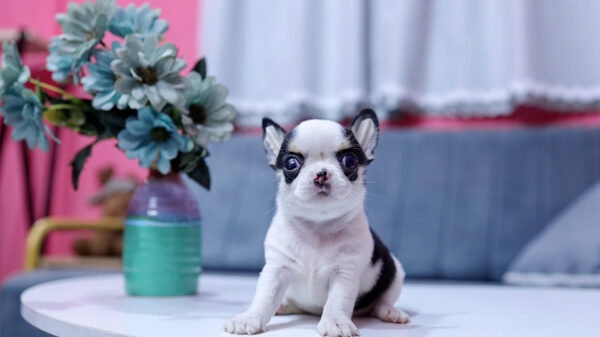 Chó Chihuahua Super Vip Đầu Táo Chân To Lùn Màu Bò Sữa Đực CH340
