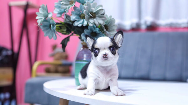 Chó Chihuahua Super Vip Đầu Táo Chân To Lùn Màu Bò Sữa Đực CH340
