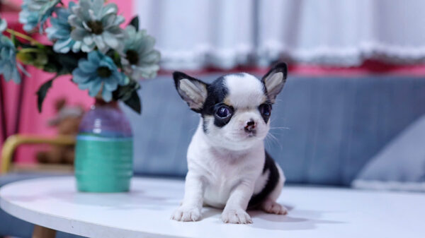 Chó Chihuahua Super Vip Đầu Táo Chân To Lùn Màu Bò Sữa Đực CH340