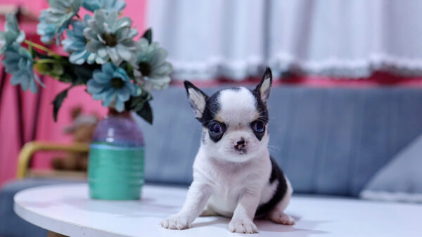 Chó Chihuahua Super Vip Đầu Táo Chân To Lùn Màu Bò Sữa Đực CH340