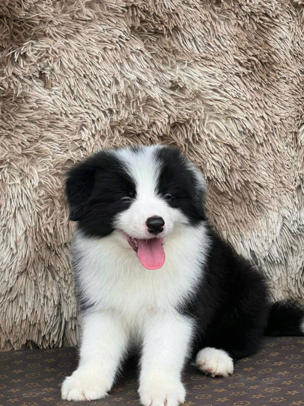 Chó Border Collie Màu Đen Trắng Đực BL341