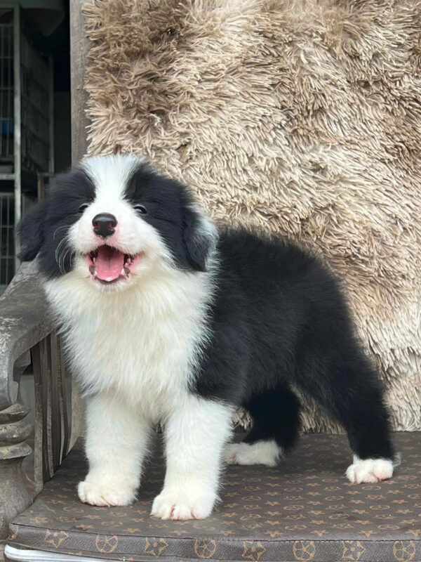 Chó Border Collie Màu Đen Trắng Đực BL341