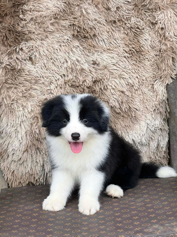 Chó Border Collie Màu Đen Trắng Đực BL341