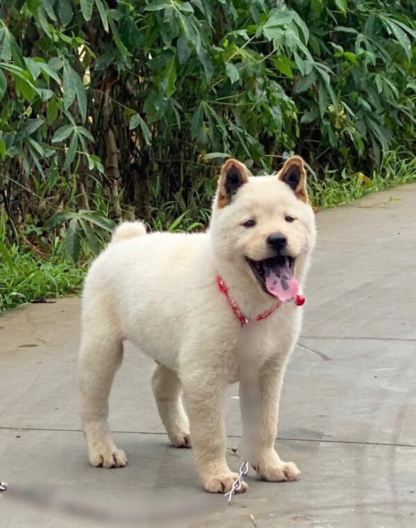 Chó Hmong Cộc Có Đốm Lưỡi Màu Trắng Kem Đực Mã HM346