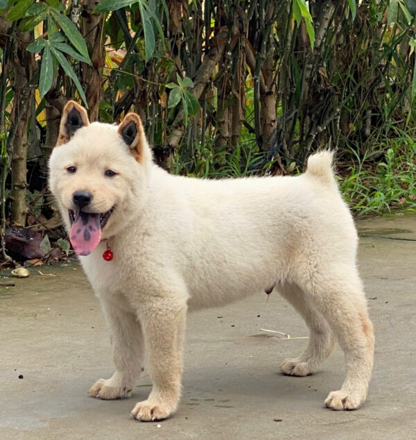 Chó Hmong Cộc Có Đốm Lưỡi Màu Trắng Kem Đực Mã HM346