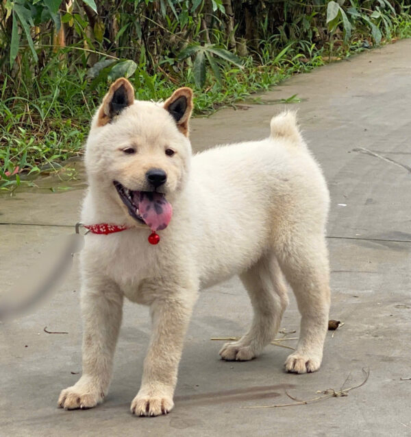 Chó Hmong Cộc Có Đốm Lưỡi Màu Trắng Kem Đực Mã HM346