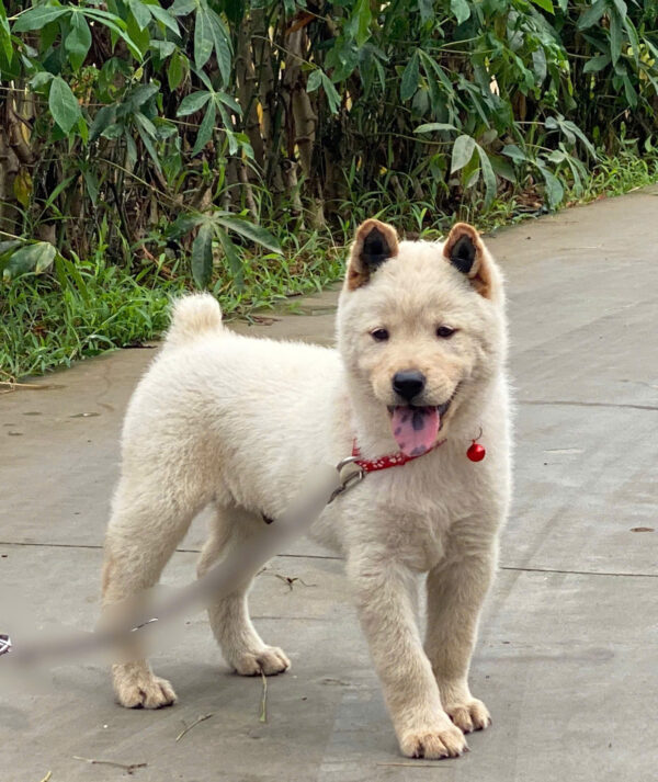 Chó Hmong Cộc Có Đốm Lưỡi Màu Trắng Kem Đực Mã HM346