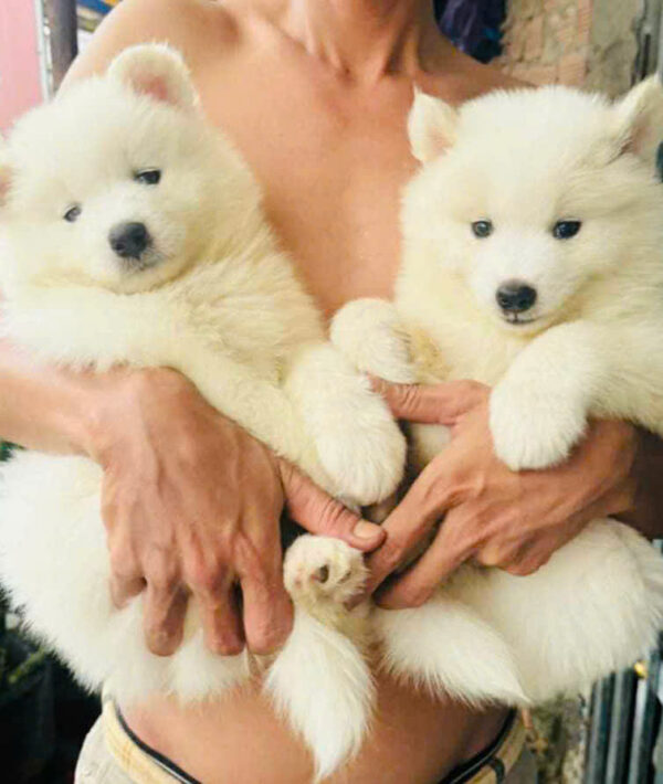 Chó Samoyed Màu Trắng Tuyết Đực Mã SM350