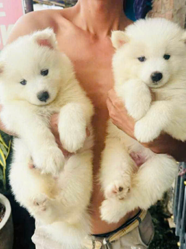 Chó Samoyed Màu Trắng Tuyết Đực Mã SM350