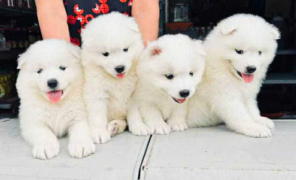Chó Samoyed Màu Trắng Tuyết Đực Mã SM350