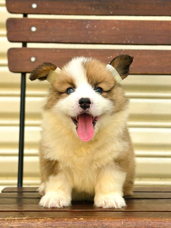 Chó Corgi Lông Dài Siêu Mập Màu Bicolor Cái Mã CG351