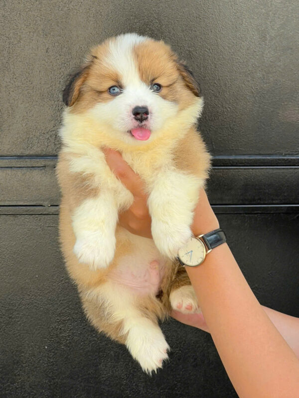 Chó Corgi Lông Dài Siêu Mập Màu Bicolor Cái Mã CG351