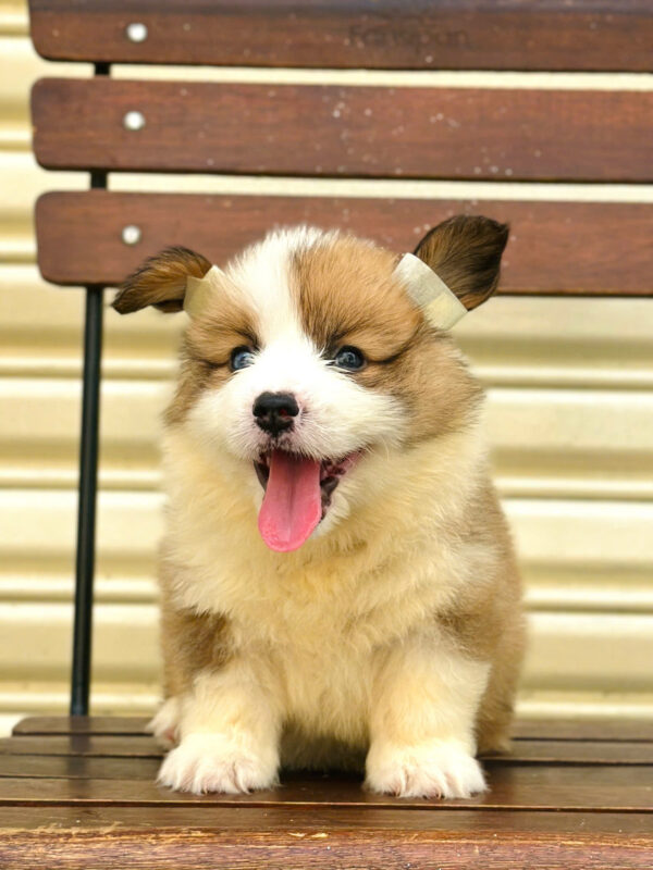Chó Corgi Lông Dài Siêu Mập Màu Bicolor Cái Mã CG351
