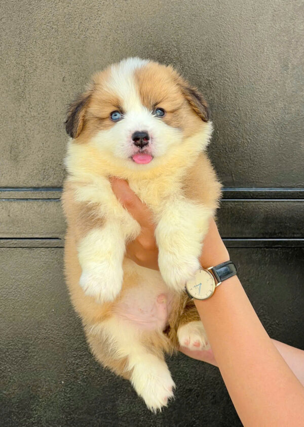 Chó Corgi Lông Dài Siêu Mập Màu Bicolor Cái Mã CG351