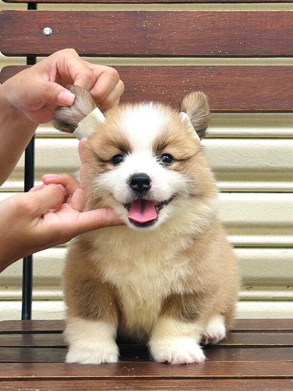 Chó Corgi Lông Dài Màu Bicolor Đực Mã CG352
