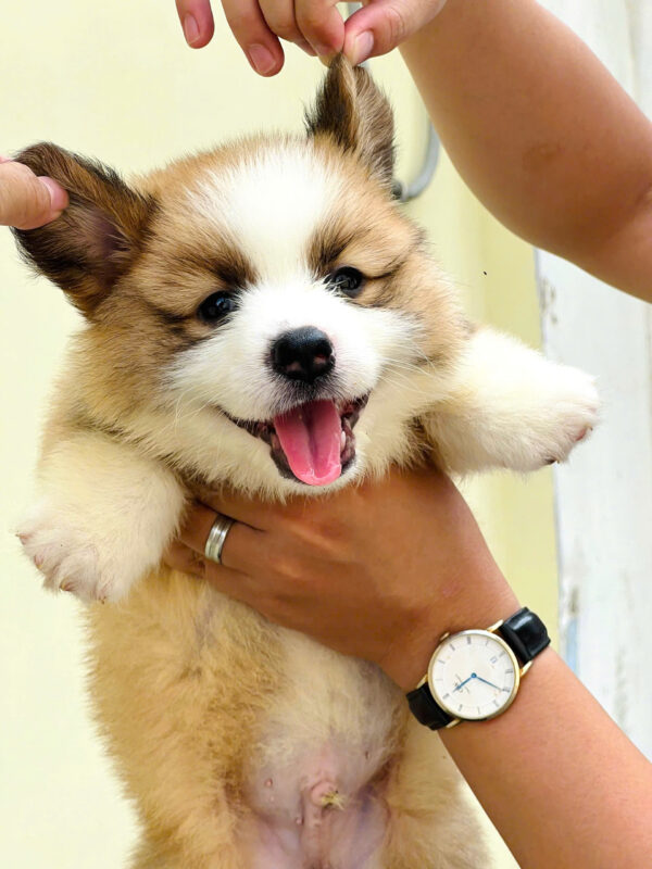 Chó Corgi Lông Dài Màu Bicolor Đực Mã CG352