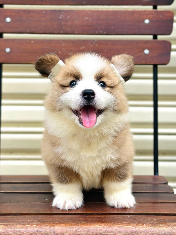 Chó Corgi Lông Dài Màu Bicolor Đực Mã CG352