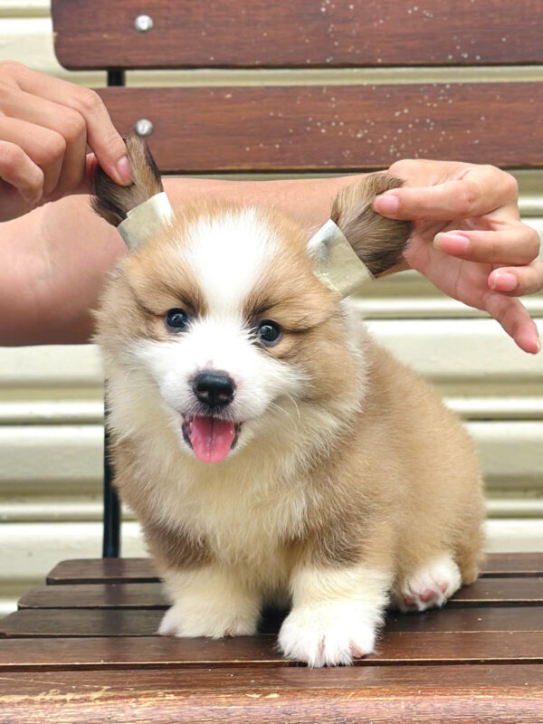 Chó Corgi Lông Dài Màu Bicolor Đực Mã CG352