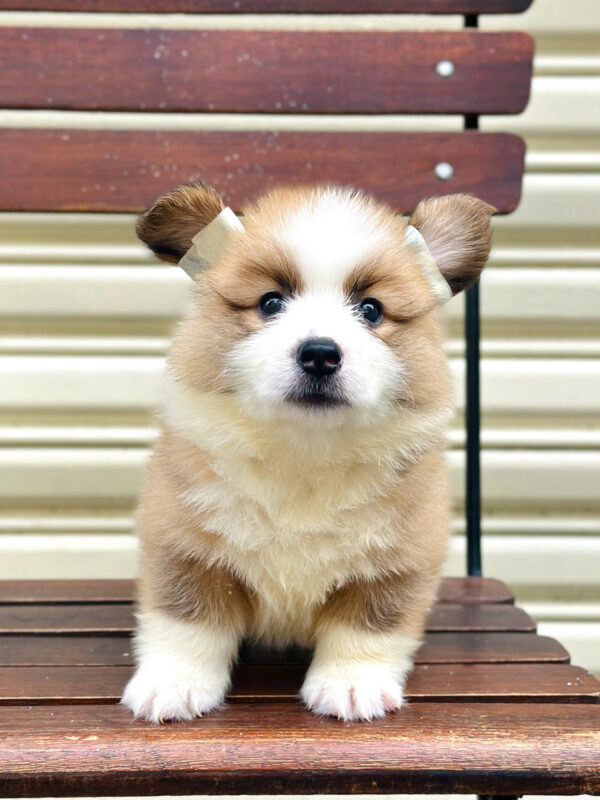 Chó Corgi Lông Dài Màu Bicolor Đực Mã CG352