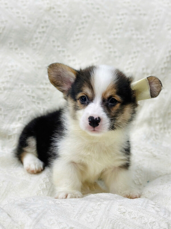 Chó Corgi Màu Tricolor Đực Mã CG353