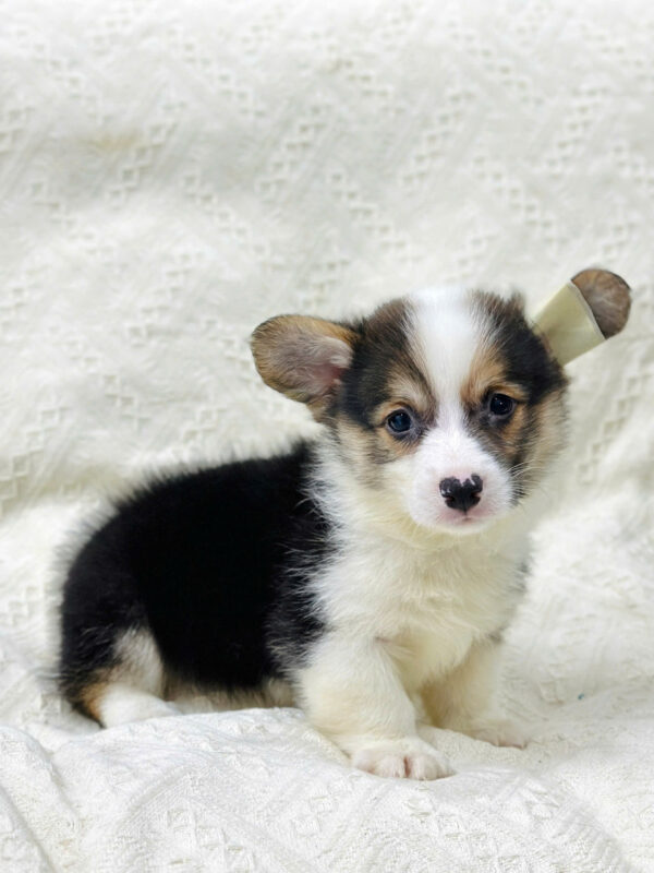 Chó Corgi Màu Tricolor Đực Mã CG353