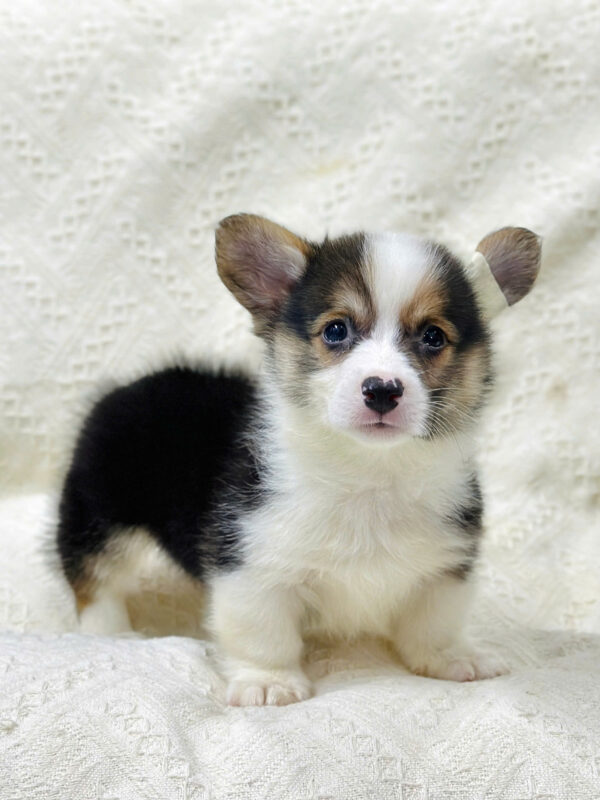 Chó Corgi Màu Tricolor Đực Mã CG353