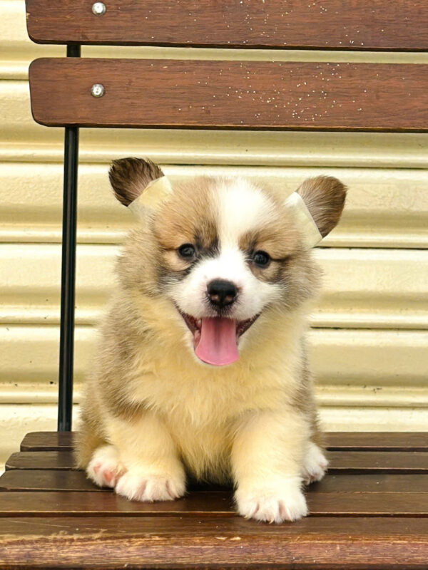 Chó Corgi Fluffy Cái Mã CG354