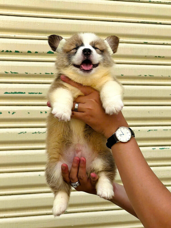 Chó Corgi Fluffy Cái Mã CG354